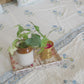 BLUEBELLE [PERCALE BEDSHEET]